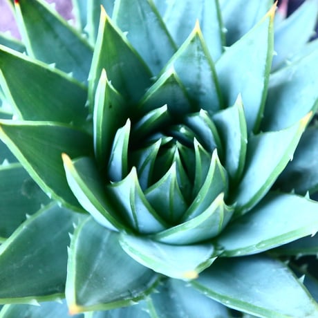アロエ   ポリフィラ    Aloe polyphylla  no.30101