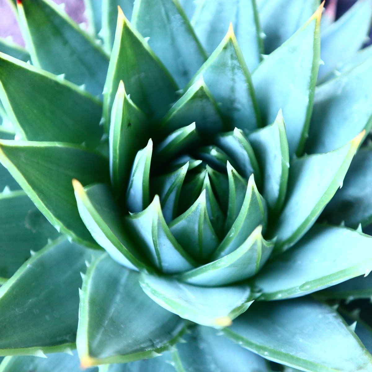 アロエ ポリフィラ Aloe polyphylla no.30101 | 芽の巣山