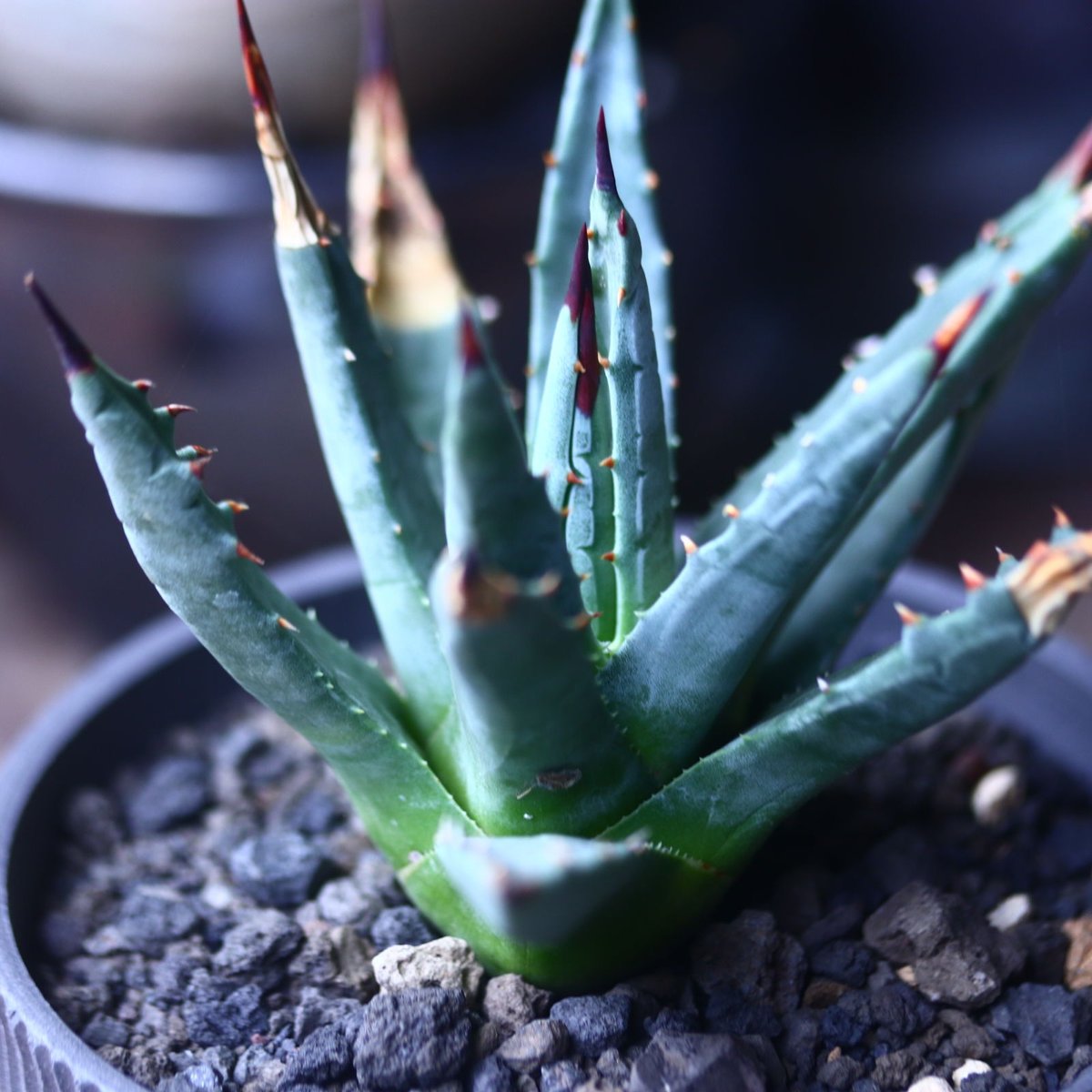 アガベ ユタエンシス ネバデンシス Agave uthaensis var. ne