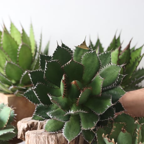 U.S. horrida -By the way (Agave horrida) / Style of Chika　no.1206-49