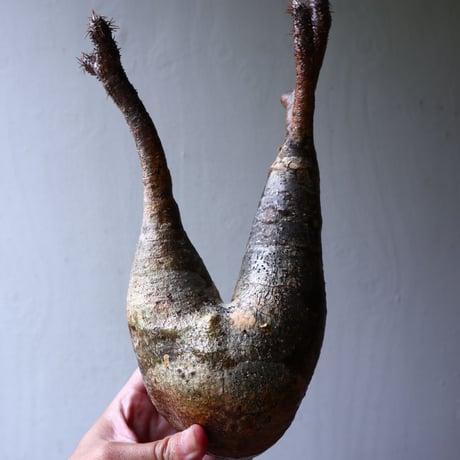 パキポディウム グラキリス 2頭 Pachypodium rosulatum var. gracilius no.70707