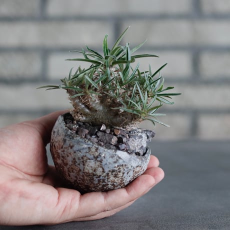 Pachypodium gracilius × takero pot (2.5号)  no.817-9