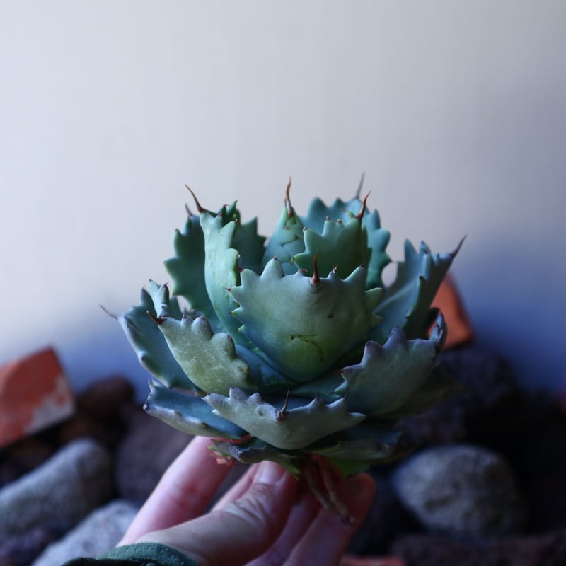 アガベ イシスメンシス Agave Isthmensis no.30834 | 芽の巣山