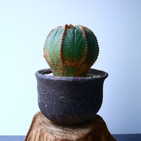 ユーフォルビア  オベサ  Euphorbia obesa  No.029