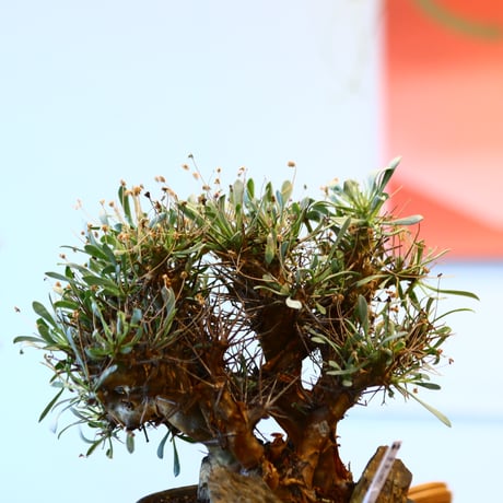 Othonna euphorbioides × Kazuhiro Arima   no.11442
