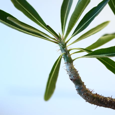 N/OH × Pachypodium  gracilius    no.61844