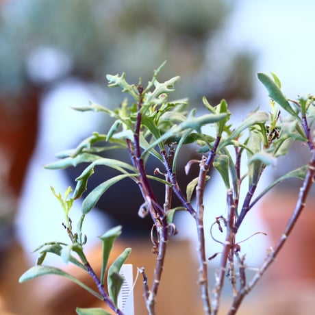Othonna arborescens × たけろうポット   no.123149