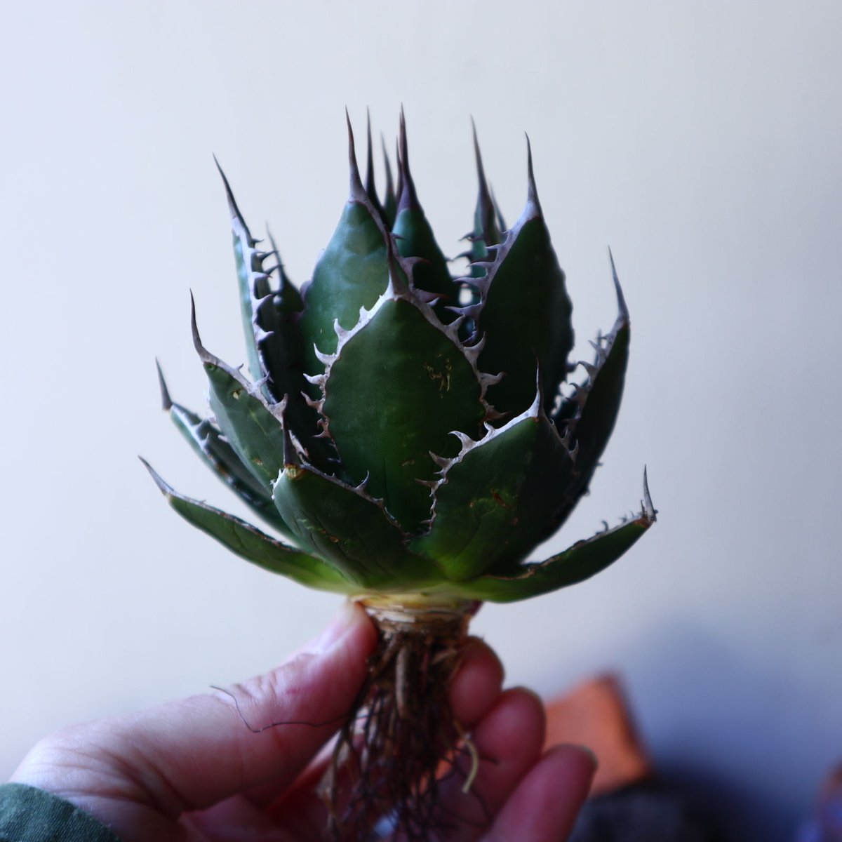アガベ ホリダ Agave horrida no.30824 | 芽の巣山