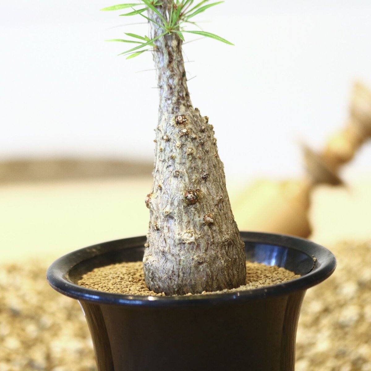 フォークイエリア プルプシー / Fouquieria purpusii no.42329 フォークイエリア プルプシー / Fouquieria purpusii no.42329