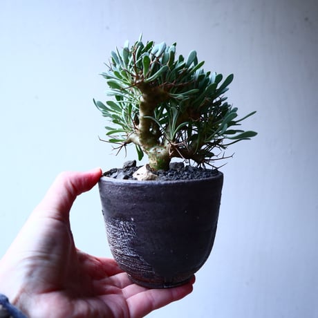 オトンナ  ユーフォルビオイデス 実生　Othonna  euphorbioides  no.12605