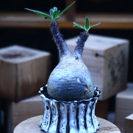 パキポディウム  グラキリス ／Pachypodium  gracilius     no.103151