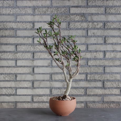 Euphorbia tardieuana / T.W. × N/OH (5号)  no.510/6