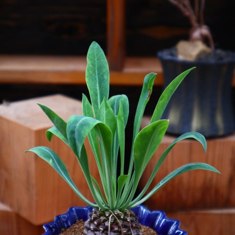 ユーフォルビア  鉄甲丸／Euphorbia bupleurifolia   no.50145