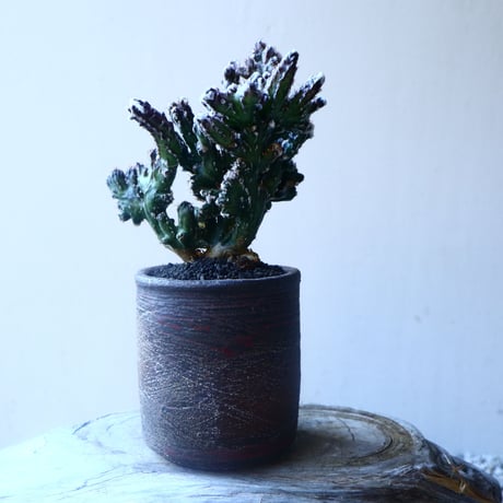 モンビレア 残雪の峰    Monvillea spegazzinii f. crist.   no.20208