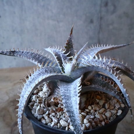 Dyckia mariner-lapstollei var estevesii.    002