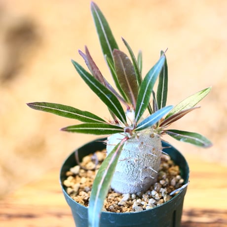 パキポディウム カクチペス(実生) / Pachypodium rosulatum var. cactipes   no.51447