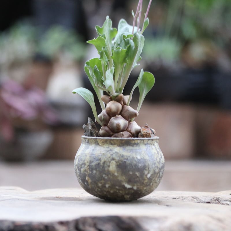 大株 特選 現地株 オトンナ ヘレー ?media_id=3208660407699447565