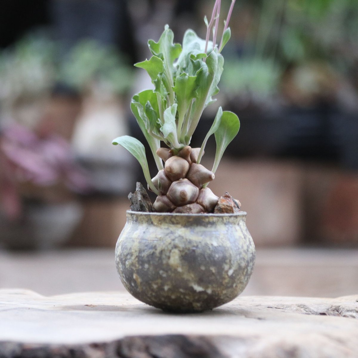 オトンナ ヘレー／Othonna herrei no.103048 | 芽の巣山