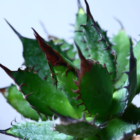 アガベ ホリダ    Agave horrida     no.1025-10