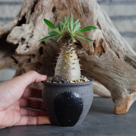 Pachypodium makayense (dobuzuke) × N/OH (2.5号) no.622-8