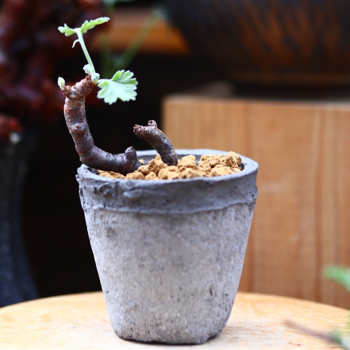 ペラルゴニウム ミラビレ / Pelargonium mirabile（鉢ごと） ペラルゴニム ミラビレ／Pelargonium mirabile no.40305 |