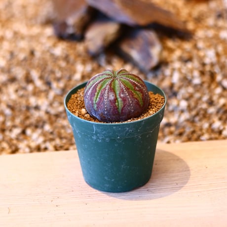 ユーフォルビア オベサ♂ / Euphorbia obesa    no.50708