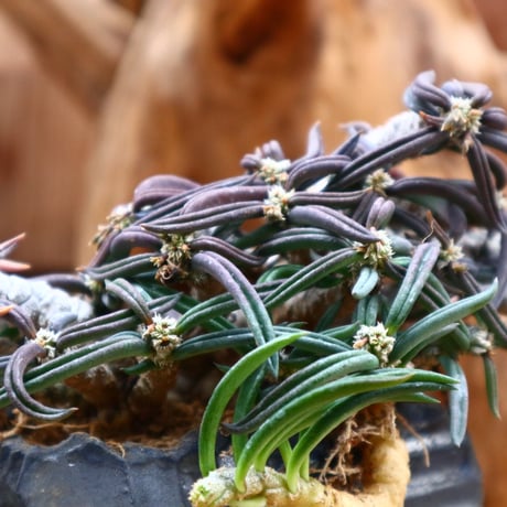 ユーフォルビア キリンドフォリア / Euphorbia cylindrifolia   no.31244