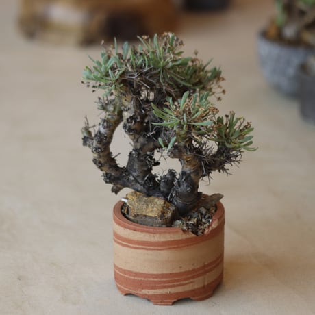 Othonna euphorbioides (黒鬼城) × N/OH   no.112-32