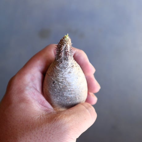 パキポディウム グラキリス 抜苗  Pachypodium rosulatum var. gracilius no.100616