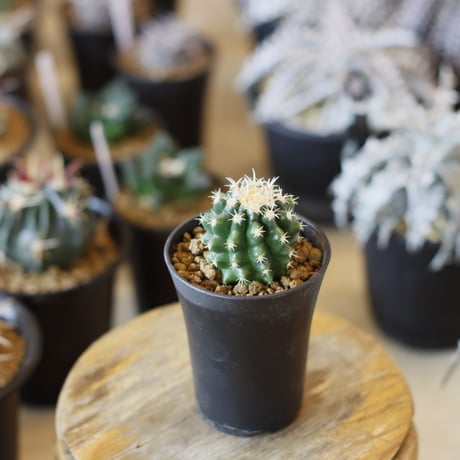 CATEGORY カクタス | 芽の巣山