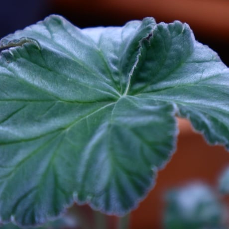 ぺラルゴ二ウム   エキナツム／Pelargonium  lechinatum   no.70431