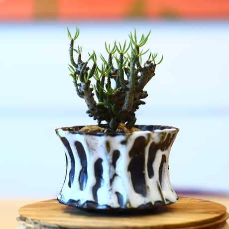 Tylecodon  buchholzianus × soso    no.100812