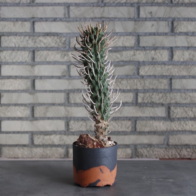 Euphorbia schoenlandii (闘牛角) × N/OH (4号) no.51