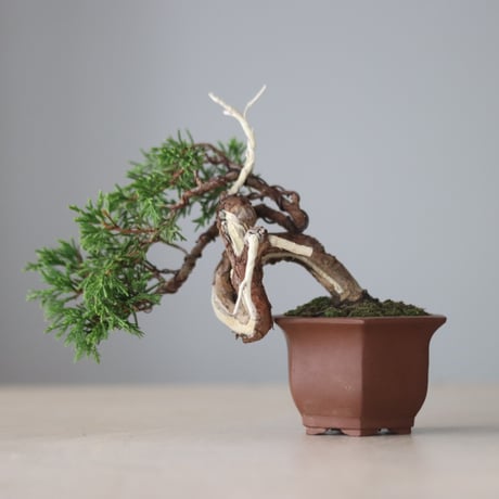 真柏　優良素材 Yahoo!オークション - 真柏 小品盆栽