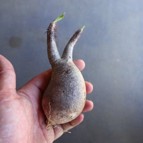 パキポディウム グラキリス 抜苗  Pachypodium rosulatum var. gracilius no.100633