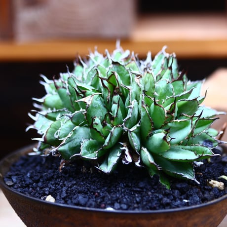アガベ チタノタ フィリグリー ／Agave titanota "Filigree crested    no.82945