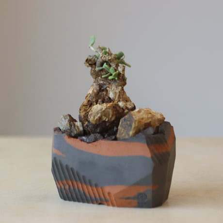 Portulacaria pygmaea × N/OH  no.207-2
