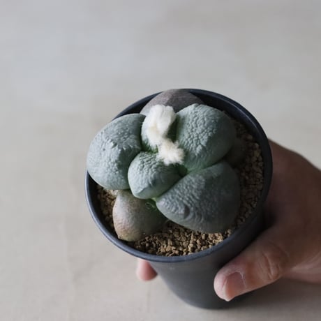 Ariocarpus fissuratus var. lloydii / 大疣連山 (3号鉢)  no.913/23