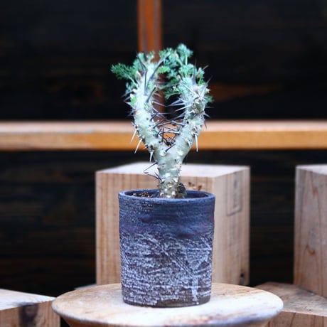 サルコカウロン ヘレー／Sarcocaulon herrei    no.11634