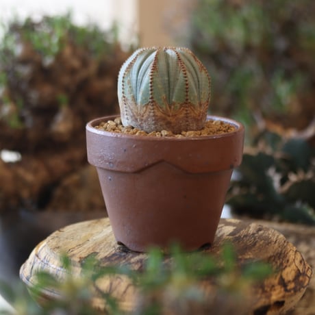 Euphorbia obesa × YAMABACHI var. 中川智治  no.818109