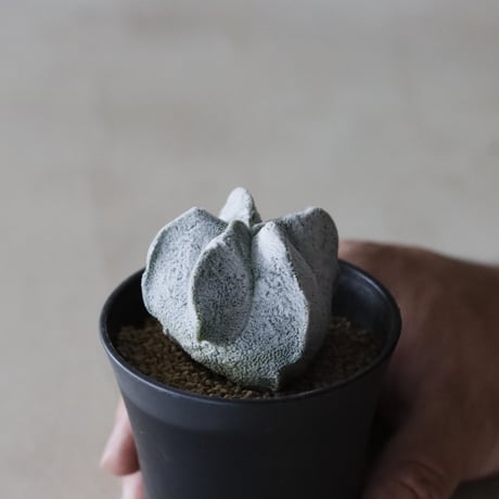 Astrophytum myriostigma / 白ランポー玉  (2.5号鉢)  no.913/47