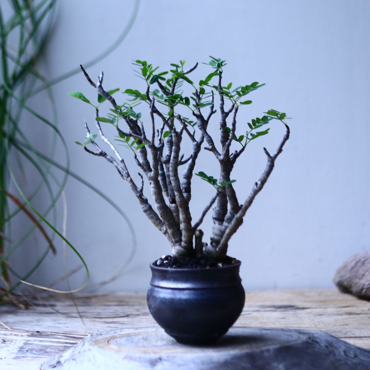 センナ メリディオナリス Senna meridionalis no.101821 | センナ メリディオナリス Senna meridionalis no.101821 |