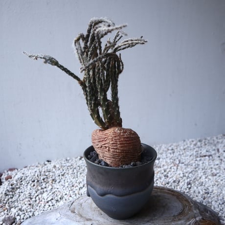 プテロカクタス ツベローサス   黒竜     Pterocactus tuberosus   no.122215