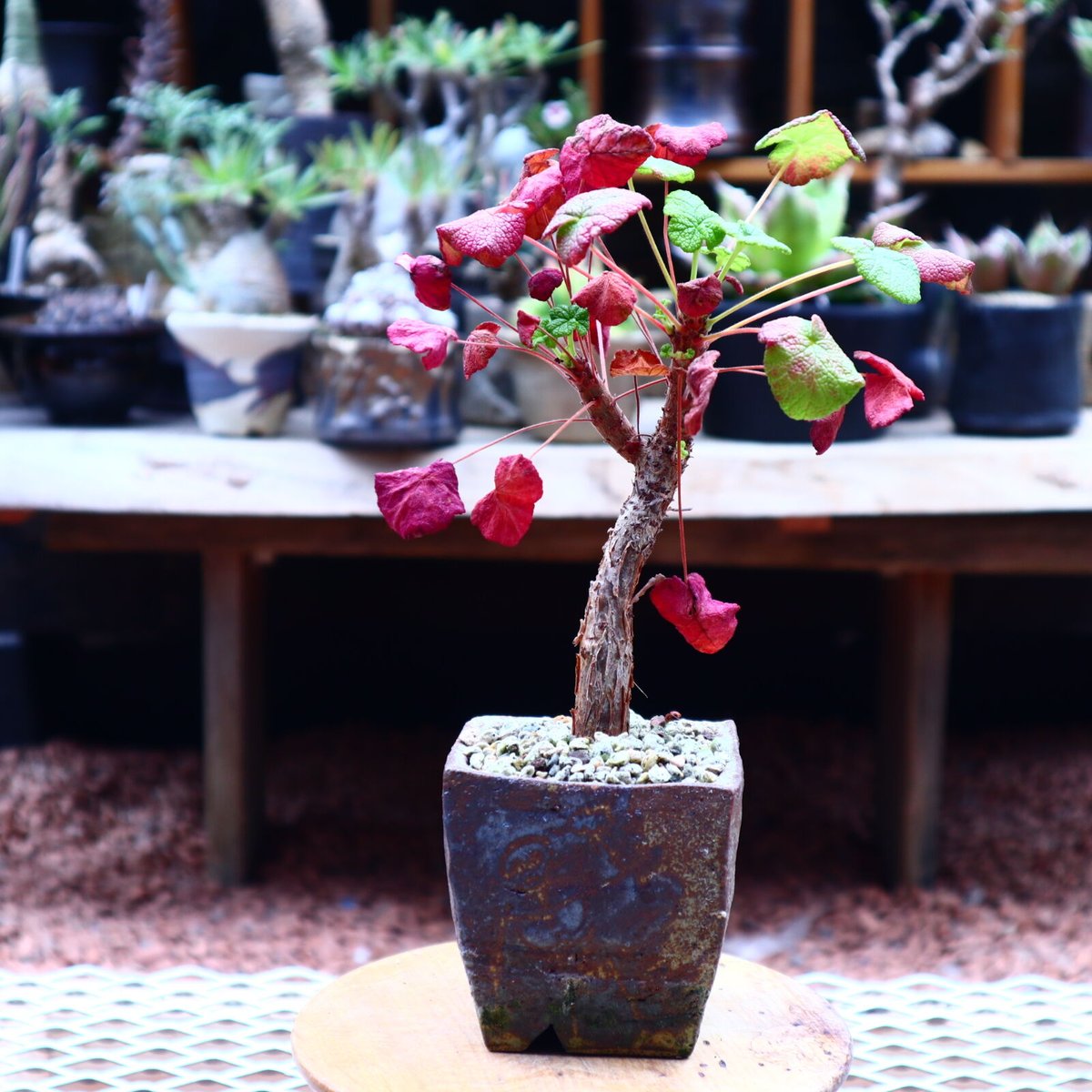 ペラルゴニウム コチレドニス／Pelargonium cotyledonis no.50