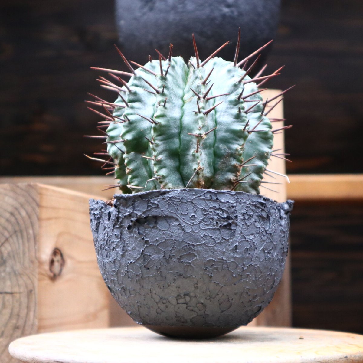 ユーフォルビア ホリダ／Euphorbia horrida no.82827 |