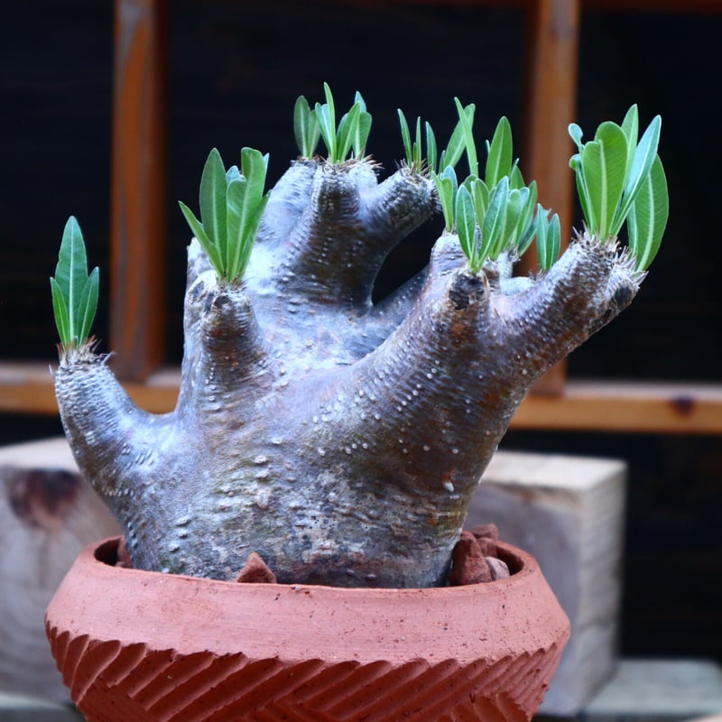 パキポディウム イノピナツム／Pachypodium Inopinatum no.718
