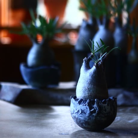 パキポディウム グラキリス   Pachypodium rosulatum var. gracilius no.705-11