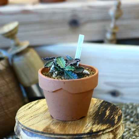 YAMABACHI × Euphorbia decaryi  no.1119-11