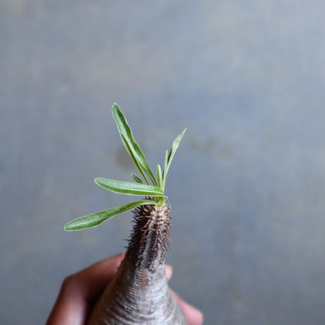パキポディウム グラキリス   Pachypodium rosulatum var. gracilius no.110328
