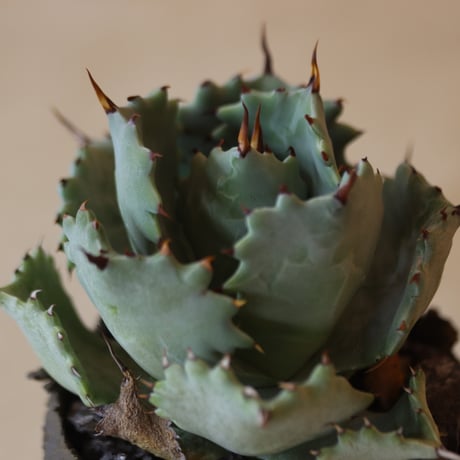 Agave hyb. potatorum × Isthmensis × たけろうポット (3号鉢)   no.321-23